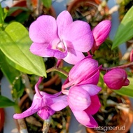 Anggrek Dendrobium Fuschia - Tanaman Hias Hidup - Bunga hidup