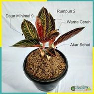 Tanaman Hias Red Sumatera / Pride Of Sumatera Aglaonema Rumpun