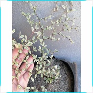 Variegated'y!African#I;Talisay,gZ!Live[YE!outdoor[jp!garden[XL!decor[vb!in[h seed ling bag