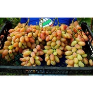 Pokok  anggur premium DIXON/EVEREST @ setaraf warna dengannya.