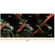 [Official] APT Fix Lite 2Hr Aquarist Aquarium Plant Algaecide Algae Dennis Wong Planted Tank Aquasca