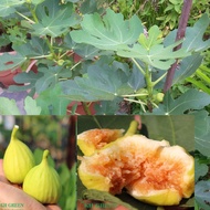 พันธุ์ Kunming (คุณหมิง) Fig ต้นมะเดื่อฝรั่ง อร่อยมาก ต้นสมบูรณ์มาก รากแน่นๆ จัดส่งพร้อมกระถาง 6 นิ้