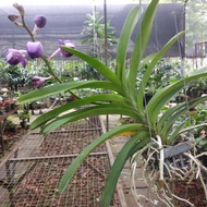 anggrek vanda spike