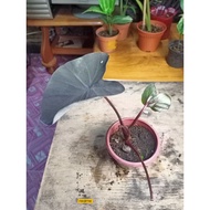 Colocasia Madeira (Colocasia Rare)