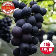 【水果達人】 台灣一級巨峰葡萄x1箱(3斤±10%/箱)下單後七個工作天出貨