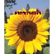 เมล็ดดอกทานตะวันดอกใหญ่ ดอกทานตะวัน 1 กิโลกรัม