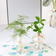 水培植栽│幸運鐵樹_室內植物 辦公室盆栽 店內擺設 送禮