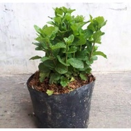 BARU Bibit Daun Mint Segar