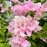 Bougainvillea Green Plant / Blue Plant四季攀缘【广红樱】三角梅绿植新品新手必入阳台必备领航花