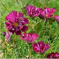Cosmos Seed (25 per package) : Package Contain Seeds Only