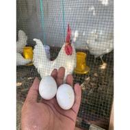 Guarantee If Not Fertile | Pack of 10 Fertile White Leghorn Eggs | White Leghorn Chicken Fertile Egg