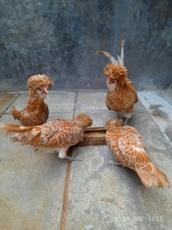 AYAM POLAND anakan umur 2 bulan