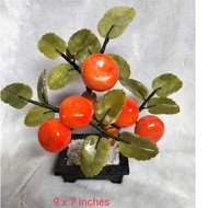 ┅Kiat kiat Money Tree 5 fruits