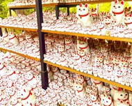 Tokyo: Gotokuji Cat Temple, Shinjuku Cat Café and Giant 3D Cat tour