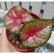 Burning heart caladium