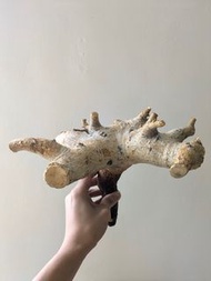 岩生橄欖 Commiphora Saxicola