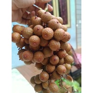 BUAH JERNANG / BUAH HOE / BUAH ROTAN SEGAR  cod  .