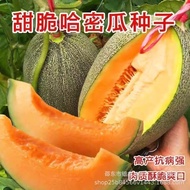 Cantaloupe Seeds Cantaloupe Melon Seeds Xinjiang Reticulated Seasonal Seeds Four Seasons Thin Skin V