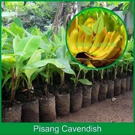 Paket 4 Pohon Pisang Cavendish Bibit Cavendish Wisata Agrotani