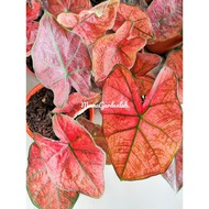 CALADIUM THAI  (FESTIVIA)