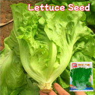 100% Original Rapid Leafy Romaine Lettuce Seeds (500pcs Seeds) Big Italian Lettuce Vegetable Seeds f