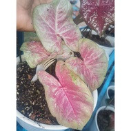 Caladium Thai kain buruk,caladium pink Rose kain buruk, buruk lawa