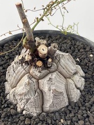白皮｜南非龜甲龍｜Dioscorea elephantipes ｜———｜塊根植物｜象牙宮｜龜甲龍｜曲刺妖炎｜橄欖｜象足漆樹｜多肉植物｜龍舌蘭｜嚴龍｜