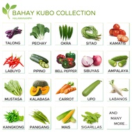 Seeds for Planting Vegetables | Bahay Kubo Collection | Halamanan PH