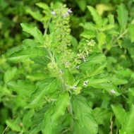 Thulasi Holy basil plant