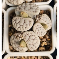 Lithops 7years C189 huge clump bouquet Gracilidelineata A grade /  7年大母本群岛田荒玉/大母本群生/屁屁生石花 🇲🇾Ready st
