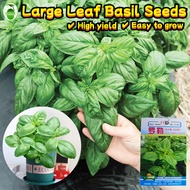 250 Seeds/pack High Yield Sweet Basil Seeds Daun Selasih Italian Large Leaf Basil Seeds for Planting