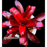 Rare : Neoregelia Irecalee  / Neo Irecalee by Gha Garden House
