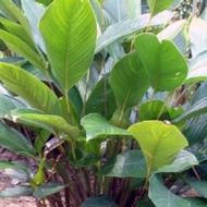 DAUN LEREK/DAUN LEREK LEMANG/UNTUK MASAK LEMANG