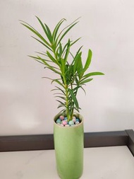 🌱迷你 羅漢松盆栽☘️(Podocarpus) 【寓意長壽，吉祥，守財。有着風水意義，屬半陰植物，生長能力好，易種。適合室內擺放，可作風水或觀賞用途。植物連圖中筆筒型陶瓷盆 🌳】