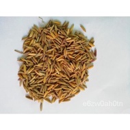 Thai Rice ORYZA SATIVA 100 Heirloom Jasmine or Glutinous Sticky Seeds,easy grown/women's wear/belt/s