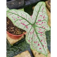 Biji Benih Benih Keladi Raspberry Usa Caladium Raspberry Usa Seed Gnhorti - 5 Seed