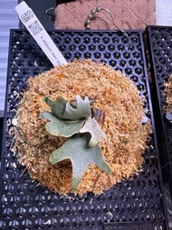 NANO p. willinckii 'nano' sporeling