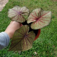 Caladium Lay Thai (Rare)