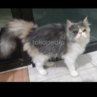 Kucing Persia peaknose