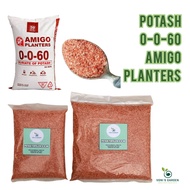 POTASH FERTILIZER 0-0-60 (1 Kilo - 2 Kilo) FOR PLANTS