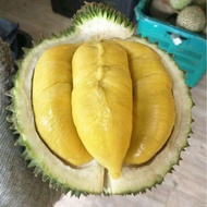 Anak Pokok Durian D24 CEPATBERBUAH
