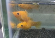 PROMOTIONS Golden Molly 8ekor ikan hidup live fish