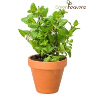 [PRE-ORDER] GHZ - Australia Mint Herb Live Plant Pokok Hidup Herba Australia Mint 澳洲薄荷 (ETA: 2022-05