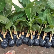 Yellow kepok banana seeds, natural MMZ tissue culture203 ready ak