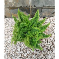 [LIVE PLANT] Nephrolepis Corditas / Nephrolepis Exaltata / Boston Fern Series (140P) 密叶波斯顿蕨 - RIVERV