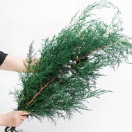 Pine and cypress dried flowers, preserved flowers, Christmas tree, globe cypress, and flat cypress f