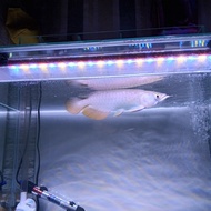 ikan arwana golden red 25-27cm rawatan