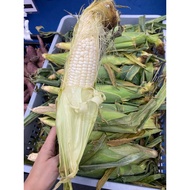 Jagung Susu Gred Manis Cameron Highlands Original 100% Gred