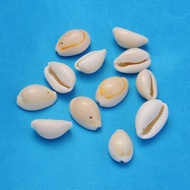 50pc Natural Cowrie Shell Beads Dyed Seashell Color 18.5~23x13~14x9~11mm Hole: 1.5mm