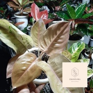 New!!! Ragam'S: Tanaman Hias Aglonema Kochin Brown #EMAN_FLORA